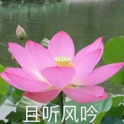 爆爆堂九游下载